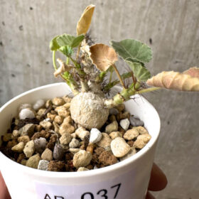 【現品限り】ヤトロファ・マルギナータ【AB37】 Jatropha marginata【植物】塊根植物 夏型 コーデックス