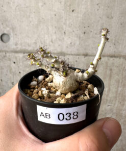 【現品限り】ヤトロファ・マルギナータ【AB38】 Jatropha marginata【植物】塊根植物 夏型 コーデックス