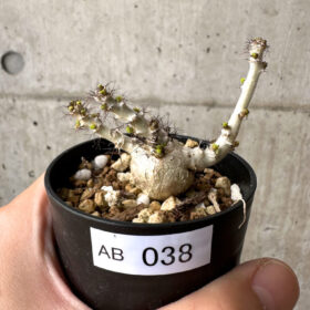 【現品限り】ヤトロファ・マルギナータ【AB38】 Jatropha marginata【植物】塊根植物 夏型 コーデックス