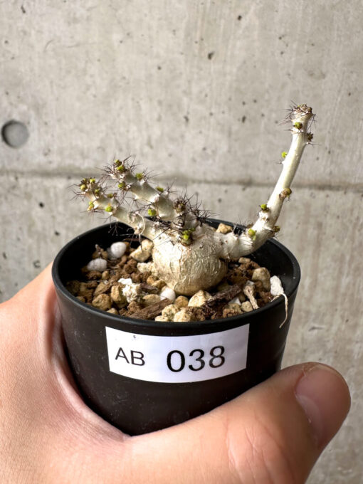 【現品限り】ヤトロファ・マルギナータ【AB38】 Jatropha marginata【植物】塊根植物 夏型 コーデックス