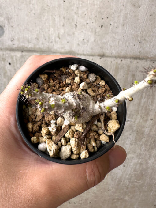 【現品限り】ヤトロファ・マルギナータ【AB38】 Jatropha marginata【植物】塊根植物 夏型 コーデックス - 画像 (2)