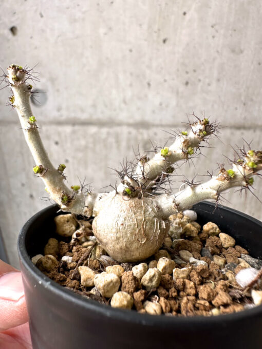 【現品限り】ヤトロファ・マルギナータ【AB38】 Jatropha marginata【植物】塊根植物 夏型 コーデックス - 画像 (3)