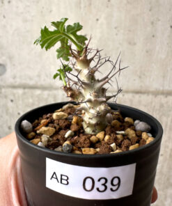 【現品限り】ヤトロファ・パラドクサ【AB39】 Jatropha paradoxa【植物】塊根植物 夏型 コーデックス