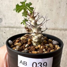 【現品限り】ヤトロファ・パラドクサ【AB39】 Jatropha paradoxa【植物】塊根植物 夏型 コーデックス