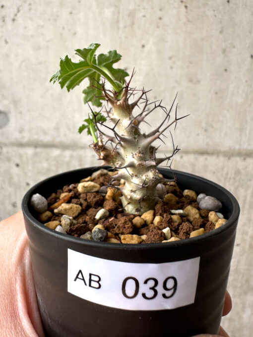 【現品限り】ヤトロファ・パラドクサ【AB39】 Jatropha paradoxa【植物】塊根植物 夏型 コーデックス