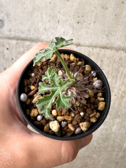 【現品限り】ヤトロファ・パラドクサ【AB39】 Jatropha paradoxa【植物】塊根植物 夏型 コーデックス - 画像 (2)