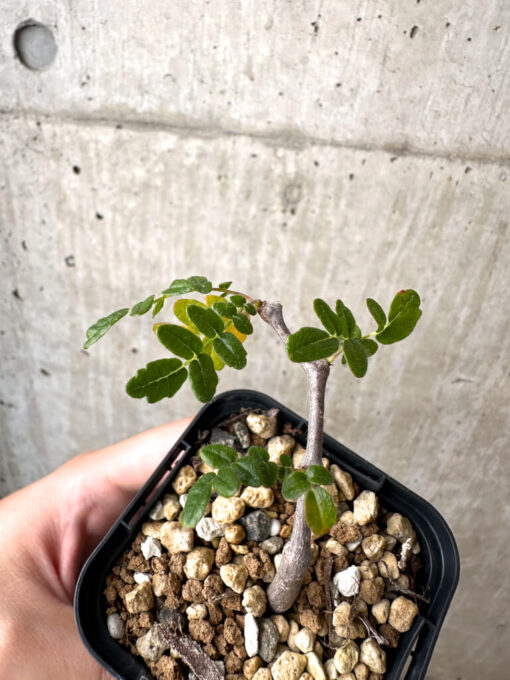 【現品限り】コミフォラ・モンストローサ【AB3】 Commiphora monstruosa【植物】塊根植物 夏型 コーデックス - 画像 (2)