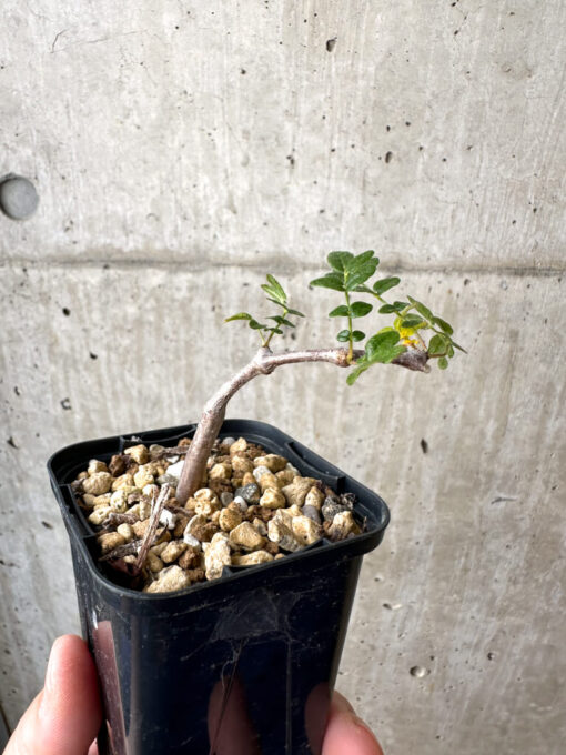 【現品限り】コミフォラ・モンストローサ【AB3】 Commiphora monstruosa【植物】塊根植物 夏型 コーデックス - 画像 (3)