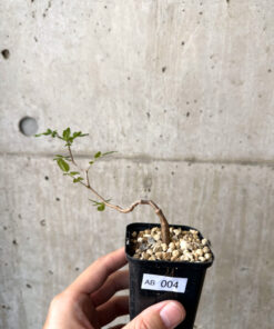 【現品限り】コミフォラ・モンストローサ【AB4】 Commiphora monstruosa【植物】塊根植物 夏型 コーデックス