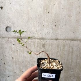 【現品限り】コミフォラ・モンストローサ【AB4】 Commiphora monstruosa【植物】塊根植物 夏型 コーデックス