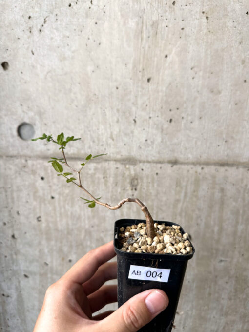 【現品限り】コミフォラ・モンストローサ【AB4】 Commiphora monstruosa【植物】塊根植物 夏型 コーデックス