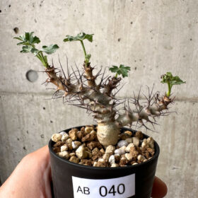 【現品限り】ヤトロファ・パラドクサ【AB40】 Jatropha paradoxa【植物】塊根植物 夏型 コーデックス
