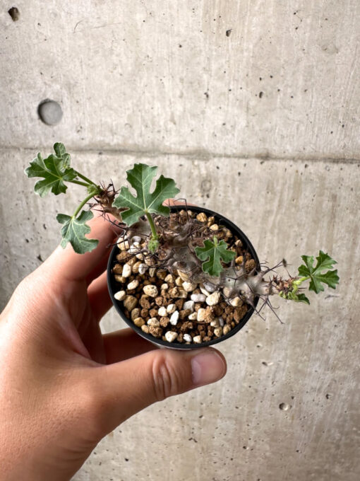 【現品限り】ヤトロファ・パラドクサ【AB40】 Jatropha paradoxa【植物】塊根植物 夏型 コーデックス - 画像 (2)