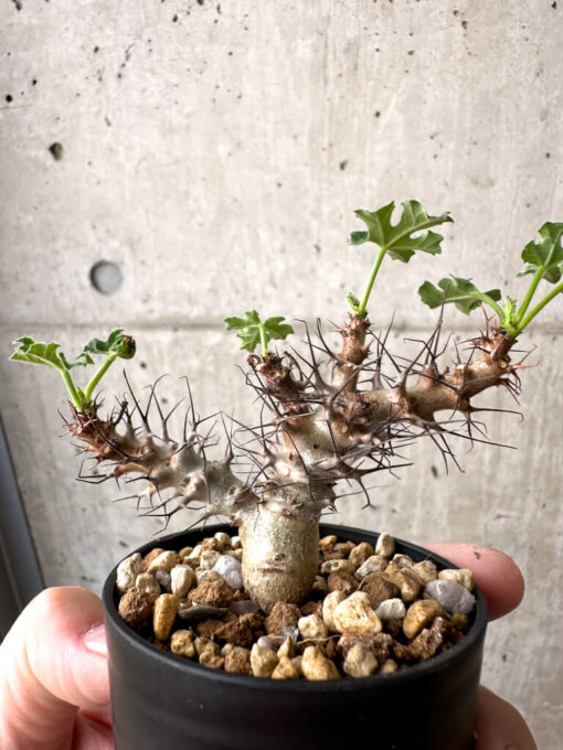 【現品限り】ヤトロファ・パラドクサ【AB40】 Jatropha paradoxa【植物】塊根植物 夏型 コーデックス - 画像 (3)
