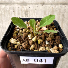 【現品限り】ユーフォルビア・フィッシュボーン(スパンリンギー)【AB41】 Euphorbia fishbone【植物】塊根植物 夏型 コーデックス