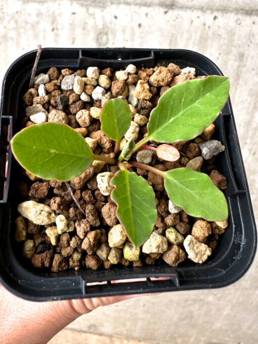【現品限り】ユーフォルビア・フィッシュボーン(スパンリンギー)【AB41】 Euphorbia fishbone【植物】塊根植物 夏型 コーデックス - 画像 (2)