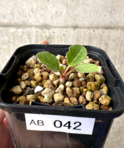 【現品限り】ユーフォルビア・フィッシュボーン(スパンリンギー)【AB42】 Euphorbia fishbone【植物】塊根植物 夏型 コーデックス