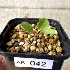 【現品限り】ユーフォルビア・フィッシュボーン(スパンリンギー)【AB42】 Euphorbia fishbone【植物】塊根植物 夏型 コーデックス