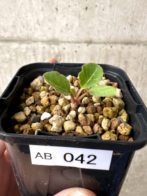【現品限り】ユーフォルビア・フィッシュボーン(スパンリンギー)【AB42】 Euphorbia fishbone【植物】塊根植物 夏型 コーデックス