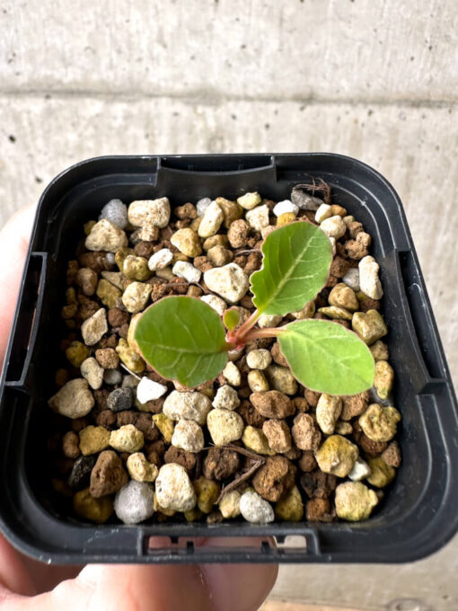 【現品限り】ユーフォルビア・フィッシュボーン(スパンリンギー)【AB42】 Euphorbia fishbone【植物】塊根植物 夏型 コーデックス - 画像 (2)