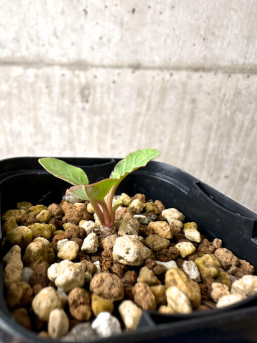 【現品限り】ユーフォルビア・フィッシュボーン(スパンリンギー)【AB42】 Euphorbia fishbone【植物】塊根植物 夏型 コーデックス - 画像 (3)