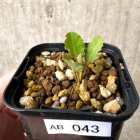 【現品限り】ユーフォルビア・フィッシュボーン(スパンリンギー)【AB43】 Euphorbia fishbone【植物】塊根植物 夏型 コーデックス