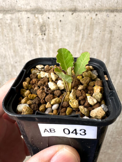 【現品限り】ユーフォルビア・フィッシュボーン(スパンリンギー)【AB43】 Euphorbia fishbone【植物】塊根植物 夏型 コーデックス