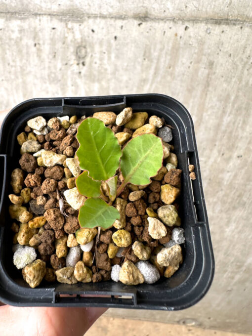 【現品限り】ユーフォルビア・フィッシュボーン(スパンリンギー)【AB43】 Euphorbia fishbone【植物】塊根植物 夏型 コーデックス - 画像 (2)