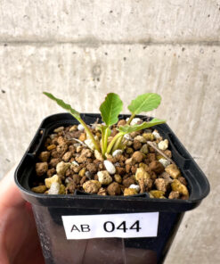 【現品限り】ユーフォルビア・フィッシュボーン(スパンリンギー)【AB44】 Euphorbia fishbone【植物】塊根植物 夏型 コーデックス