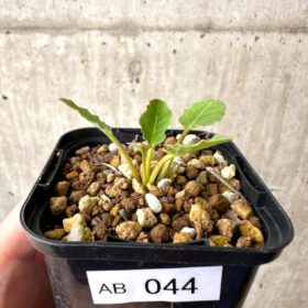 【現品限り】ユーフォルビア・フィッシュボーン(スパンリンギー)【AB44】 Euphorbia fishbone【植物】塊根植物 夏型 コーデックス