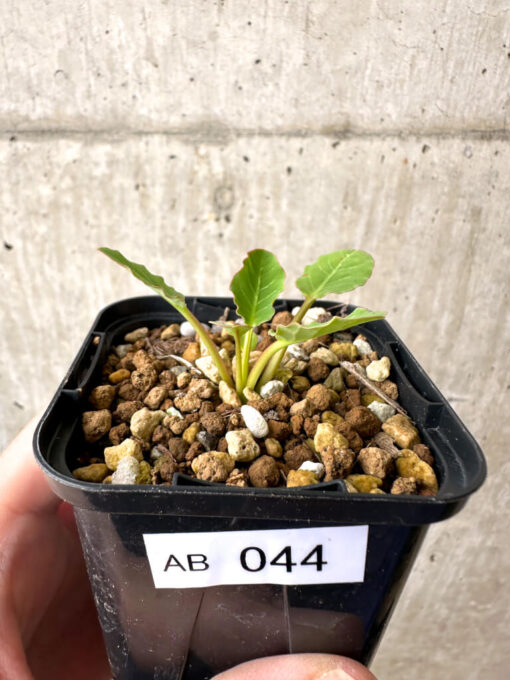 【現品限り】ユーフォルビア・フィッシュボーン(スパンリンギー)【AB44】 Euphorbia fishbone【植物】塊根植物 夏型 コーデックス