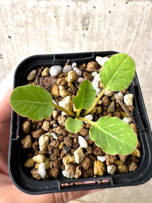 【現品限り】ユーフォルビア・フィッシュボーン(スパンリンギー)【AB44】 Euphorbia fishbone【植物】塊根植物 夏型 コーデックス - 画像 (2)