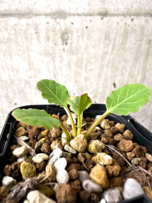 【現品限り】ユーフォルビア・フィッシュボーン(スパンリンギー)【AB44】 Euphorbia fishbone【植物】塊根植物 夏型 コーデックス - 画像 (3)