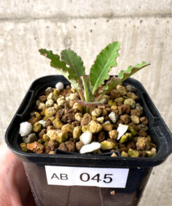 【現品限り】ユーフォルビア・フィッシュボーン(スパンリンギー)【AB45】 Euphorbia fishbone【植物】塊根植物 夏型 コーデックス