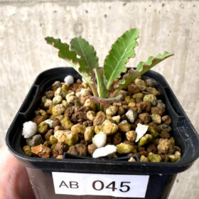 【現品限り】ユーフォルビア・フィッシュボーン(スパンリンギー)【AB45】 Euphorbia fishbone【植物】塊根植物 夏型 コーデックス