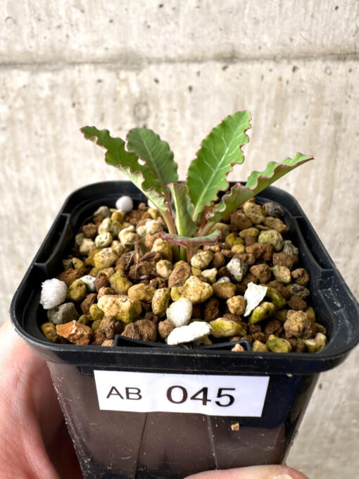 【現品限り】ユーフォルビア・フィッシュボーン(スパンリンギー)【AB45】 Euphorbia fishbone【植物】塊根植物 夏型 コーデックス