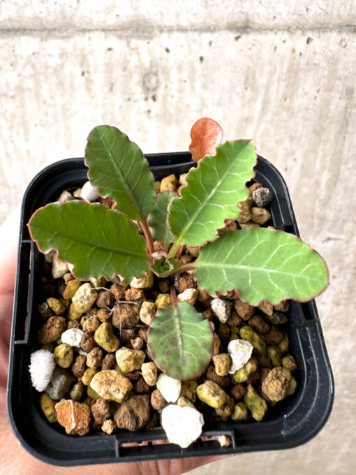 【現品限り】ユーフォルビア・フィッシュボーン(スパンリンギー)【AB45】 Euphorbia fishbone【植物】塊根植物 夏型 コーデックス - 画像 (2)