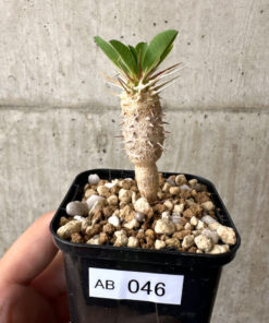 【現品限り】ユーフォルビア・ギラウミニアナ【AB46】 Euphorbia guillauminiana【植物】塊根植物 夏型 コーデックス