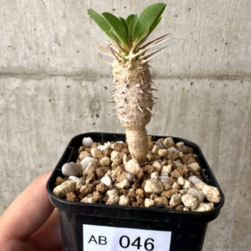 【現品限り】ユーフォルビア・ギラウミニアナ【AB46】 Euphorbia guillauminiana【植物】塊根植物 夏型 コーデックス