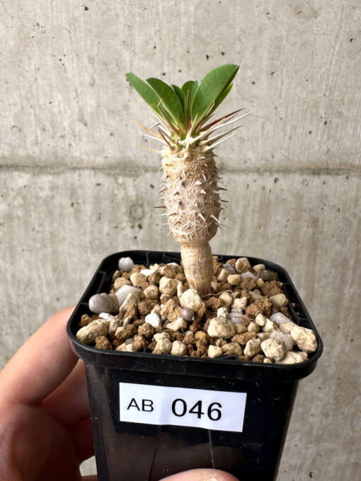 【現品限り】ユーフォルビア・ギラウミニアナ【AB46】 Euphorbia guillauminiana【植物】塊根植物 夏型 コーデックス