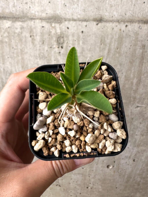 【現品限り】ユーフォルビア・ギラウミニアナ【AB46】 Euphorbia guillauminiana【植物】塊根植物 夏型 コーデックス - 画像 (2)