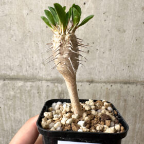 【現品限り】ユーフォルビア・ギラウミニアナ【AB47】 Euphorbia guillauminiana【植物】塊根植物 夏型 コーデックス