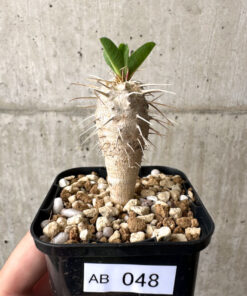 【現品限り】ユーフォルビア・ギラウミニアナ【AB48】 Euphorbia guillauminiana【植物】塊根植物 夏型 コーデックス