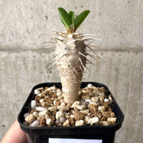 【現品限り】ユーフォルビア・ギラウミニアナ【AB48】 Euphorbia guillauminiana【植物】塊根植物 夏型 コーデックス