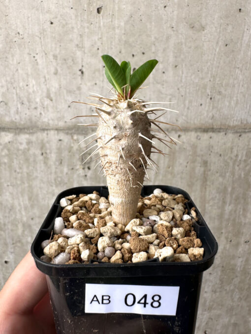 【現品限り】ユーフォルビア・ギラウミニアナ【AB48】 Euphorbia guillauminiana【植物】塊根植物 夏型 コーデックス