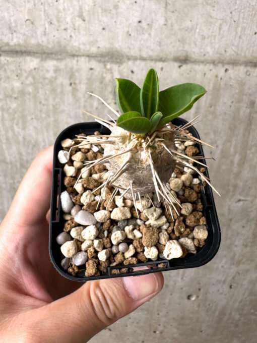 【現品限り】ユーフォルビア・ギラウミニアナ【AB48】 Euphorbia guillauminiana【植物】塊根植物 夏型 コーデックス - 画像 (2)