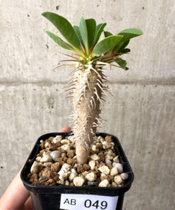 【現品限り】ユーフォルビア・ギラウミニアナ【AB49】 Euphorbia guillauminiana【植物】塊根植物 夏型 コーデックス