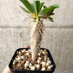 【現品限り】ユーフォルビア・ギラウミニアナ【AB49】 Euphorbia guillauminiana【植物】塊根植物 夏型 コーデックス