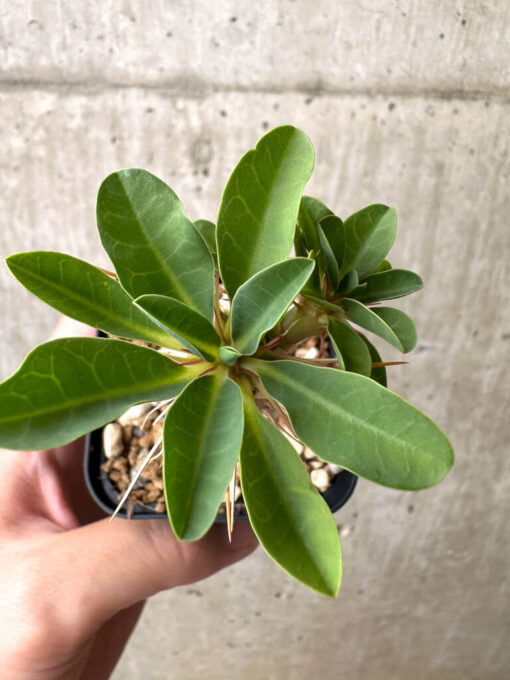 【現品限り】ユーフォルビア・ギラウミニアナ【AB49】 Euphorbia guillauminiana【植物】塊根植物 夏型 コーデックス - 画像 (2)
