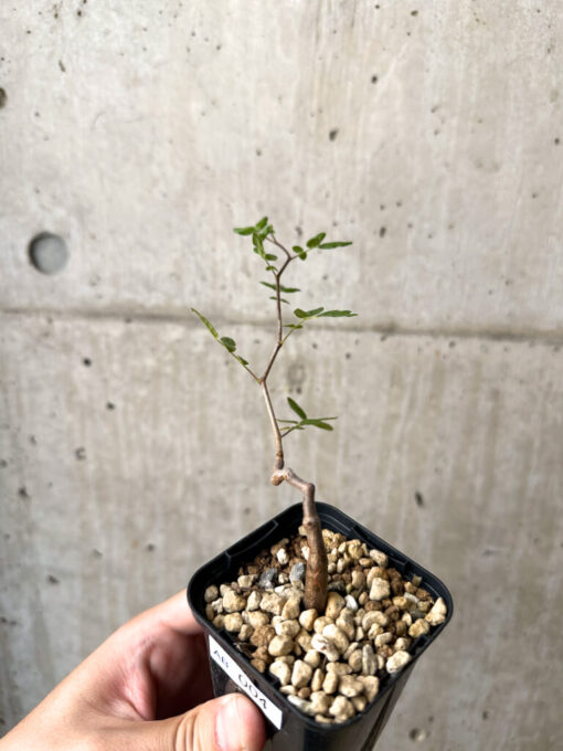 【現品限り】コミフォラ・モンストローサ【AB4】 Commiphora monstruosa【植物】塊根植物 夏型 コーデックス - 画像 (2)